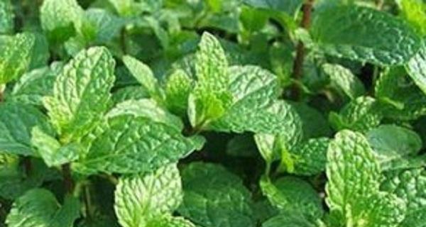 薄荷如何生长?它的生长环境条件有哪些?