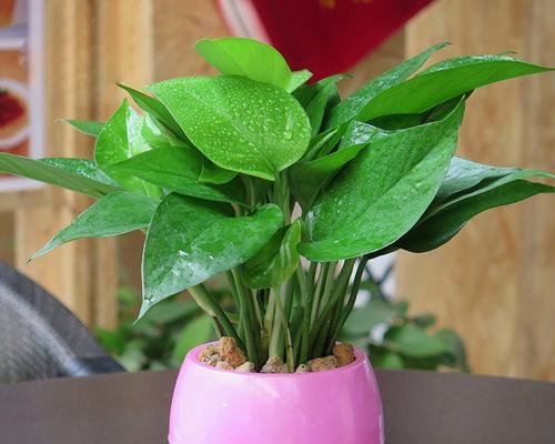 绿萝的别名及其意义（探寻绿萝各地不同的称谓与象征意义）