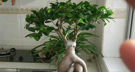 人参榕浇水频率如何根据季节调整？春夏秋冬浇水有何区别？