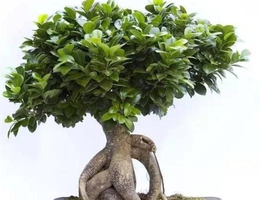 人参榕浇水频率如何根据季节调整？春夏秋冬浇水有何区别？