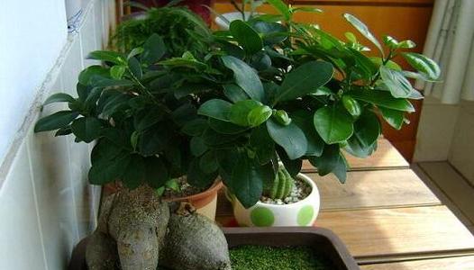 人参榕浇水频率如何根据季节调整？春夏秋冬浇水有何区别？