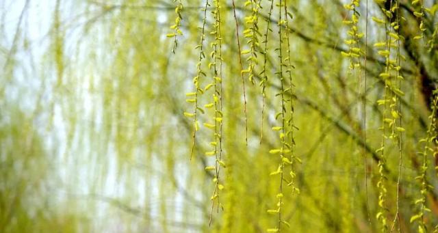 柳树一年能长多少？了解柳树的生长速度和特点