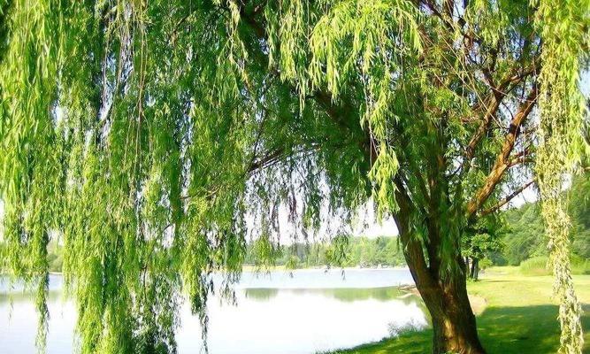 柳树一年能长多少？了解柳树的生长速度和特点