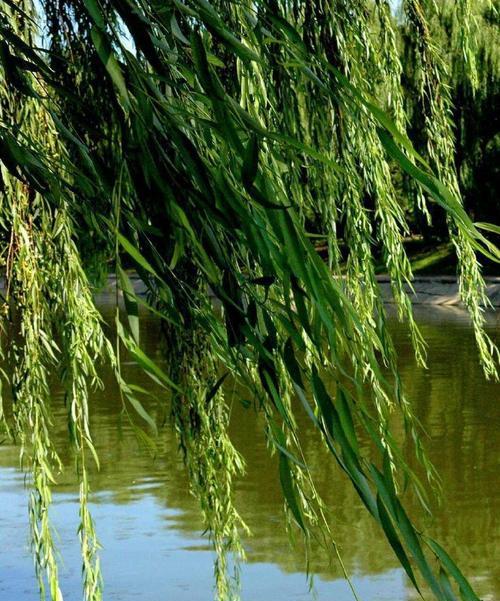 柳树一年能长多少？了解柳树的生长速度和特点