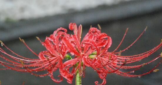 胆小懦弱的花朵——百合花语（揭示胆小懦弱的心灵世界）