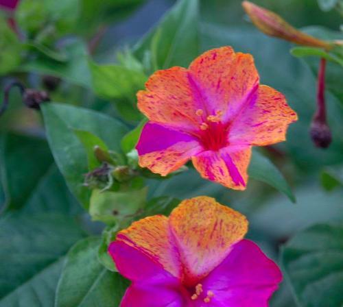 胆小懦弱的花朵——百合花语（揭示胆小懦弱的心灵世界）