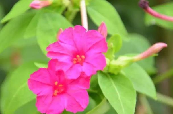 胆小懦弱的花朵——百合花语（揭示胆小懦弱的心灵世界）