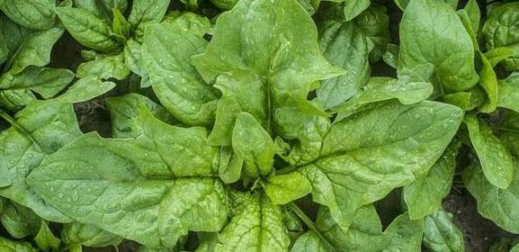 菠菜什么时候成熟上市?春季还是秋季? 菠菜什么时候成熟上市?春季还是秋季?