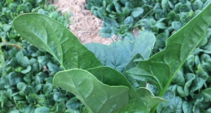 菠菜什么时候成熟上市？春季还是秋季？