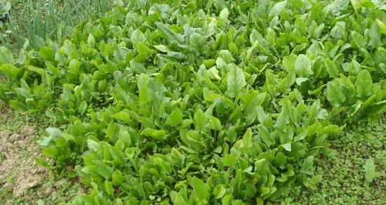 菠菜什么时候成熟上市?春季还是秋季? 菠菜什么时候成熟上市?春季还是秋季?