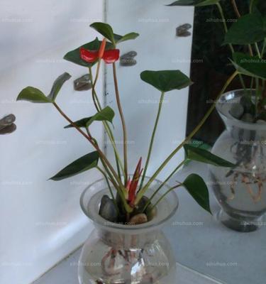 红掌水培可行吗?水培养殖方法是什么?