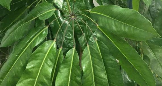 以八方来财树开花的意义（财富的多元涌入与财运的蓬勃发展）