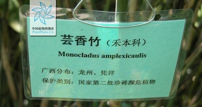 将军棒多久开花一次?如何促进其开花?