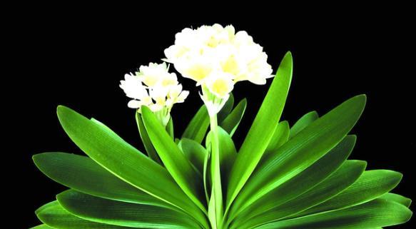 君子兰（探寻君子兰花语与寓意的深层含义）