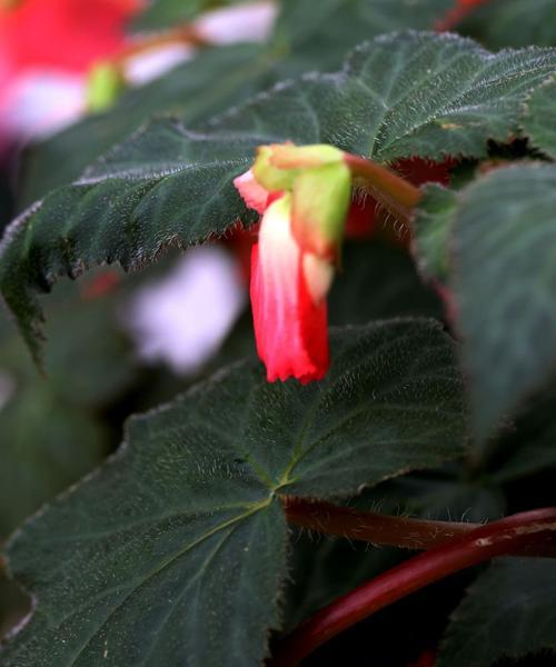 球根海棠花语之美——花开如梦(揭秘球根海棠花语的寓意与魅力)