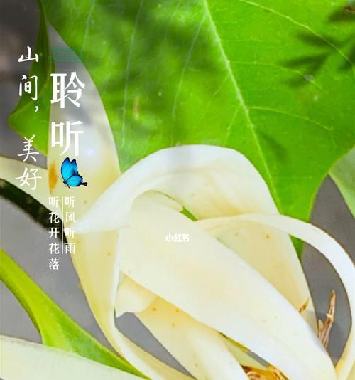 白兰花的象征意义及其美丽之蕾（探索白兰花的代表意义和独特之美）