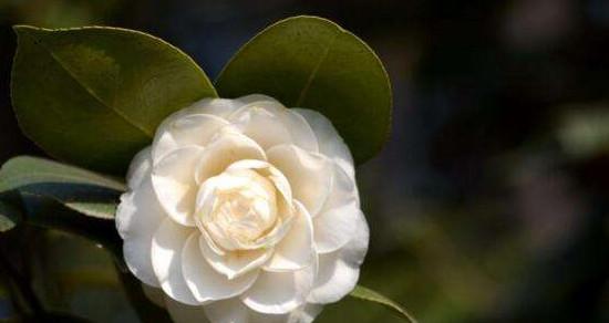 寂寞之花——向日葵（沉默而坚韧的向日葵）