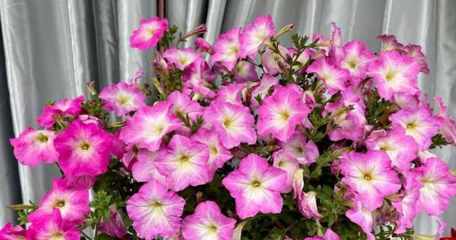 矮牵牛属于一年生植物吗？多年生矮牵牛的特点是什么？