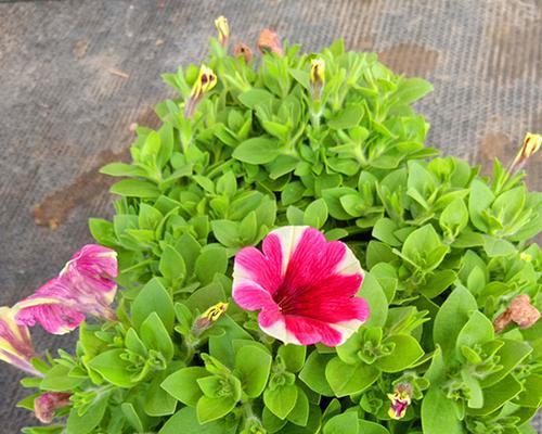 矮牵牛属于一年生植物吗？多年生矮牵牛的特点是什么？