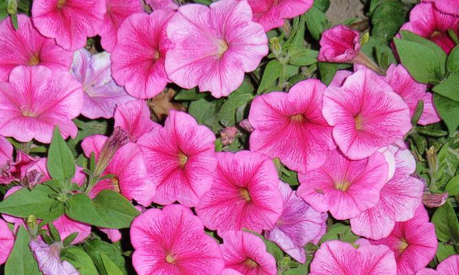 矮牵牛属于一年生植物吗？多年生矮牵牛的特点是什么？