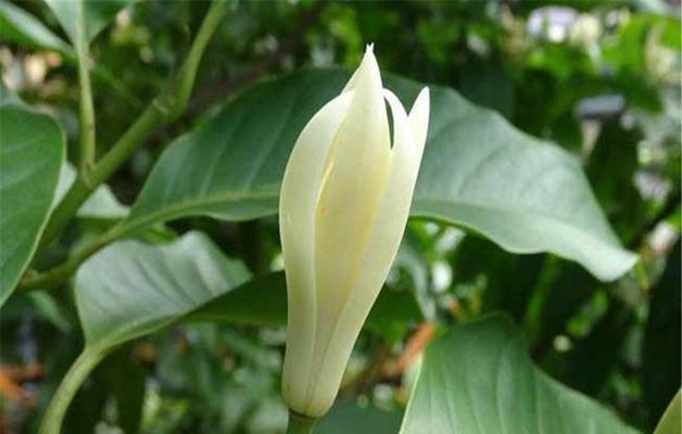 白兰花的花语和象征意义（探寻白兰花的内涵与美丽）