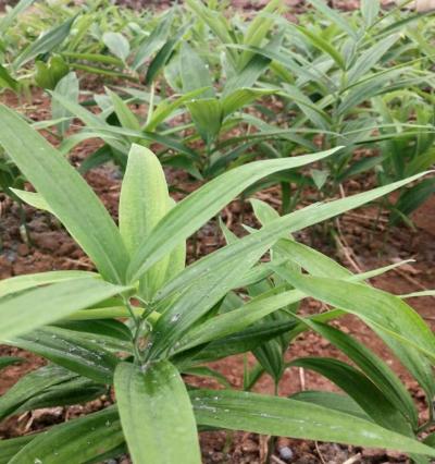 黄精种在花盆里的方法和注意事项是什么?