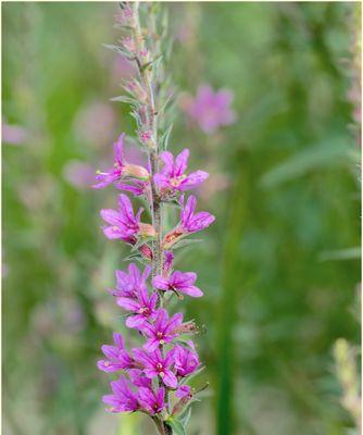 千屈菜的花语——坚强的力量（探寻千屈菜花语的真谛与象征）