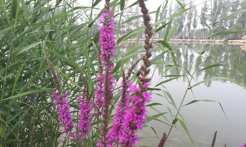 千屈菜的花语——坚强的力量（探寻千屈菜花语的真谛与象征）