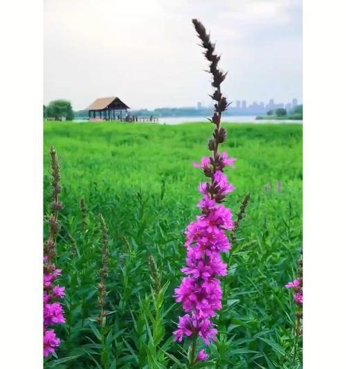 千屈菜的花语——坚强的力量（探寻千屈菜花语的真谛与象征）