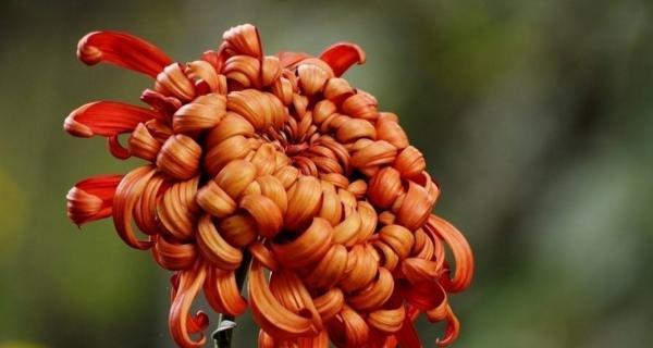 菊花冬天掉叶子正常吗？叶子会掉光吗？