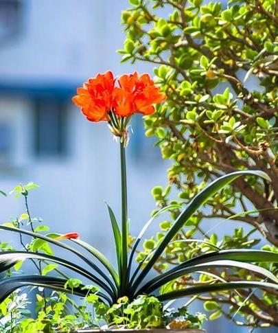 花开好运,吉祥之源(以花为媒)