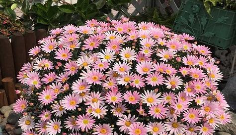 球菊是多年生还是年生植物？如何区分和养护？