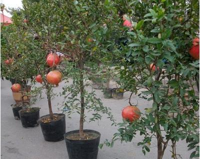 石榴在南方种植的可行性与注意事项？