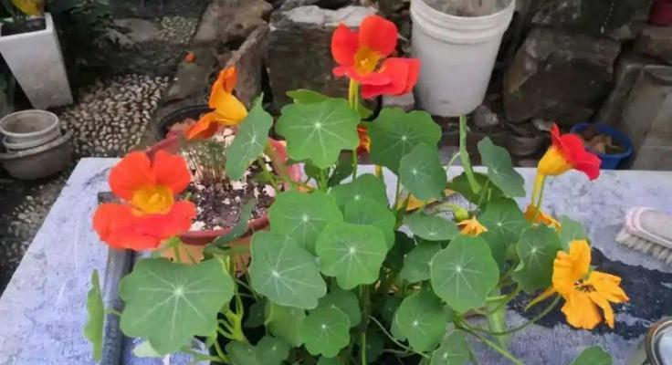 旱金莲多久开花一次？如何促进旱金莲快速开花？