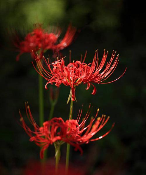 曼珠沙华（探寻曼珠沙华的寓意与意义）