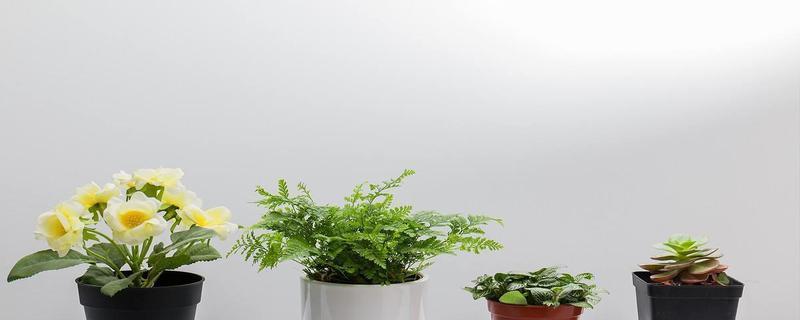 进户门口适合放什么植物？如何选择合适的植物来装饰？