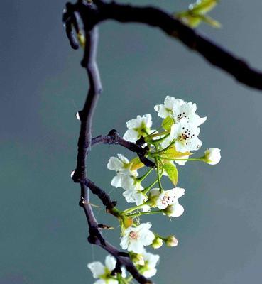 梨花的美丽与寓意（探寻梨花的象征意义与文化内涵）