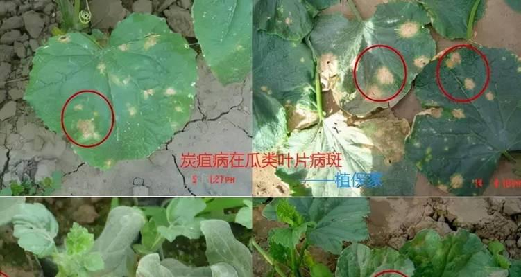 榆树炭疽病是怎么引起的？如何用药治疗？