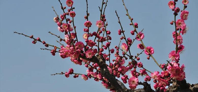 梅花花语是什么？梅花代表的意义有哪些？