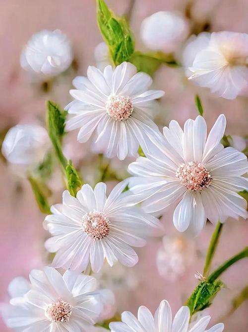 小雏菊的花语之色彩绚烂（探寻小雏菊各种颜色背后的意义）