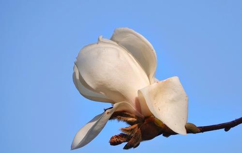 玉兰花盛开之恩，感恩之心永难忘（玉兰花语传递感恩的力量）