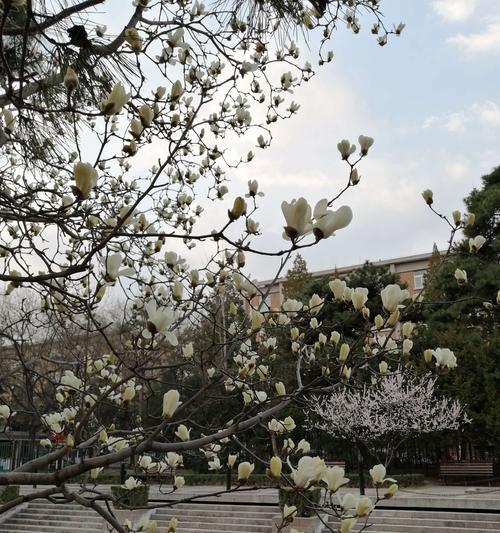 玉兰花盛开之恩，感恩之心永难忘（玉兰花语传递感恩的力量）