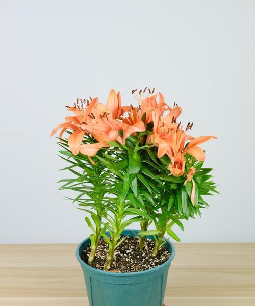 百合花的养殖与注意事项（打造美丽花园）