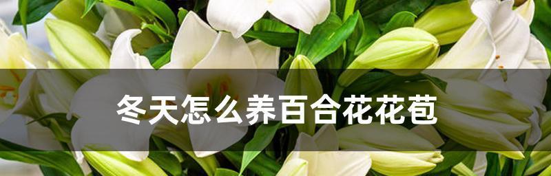 百合花的养殖与注意事项（打造美丽花园）