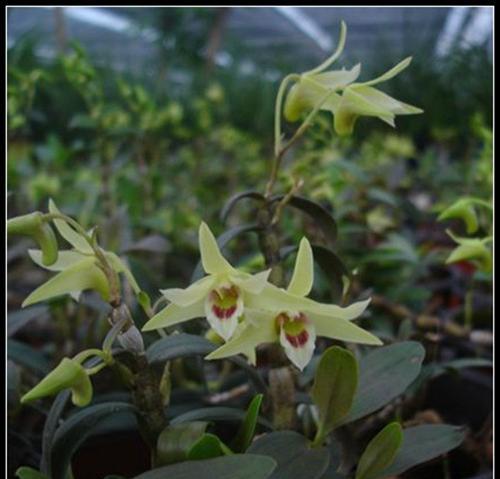 石斛的花期是什么时候？如何正确识别和养护石斛？