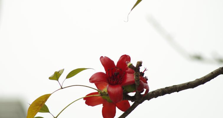 木棉树——生命之美（木棉树的象征意义与生态保护）