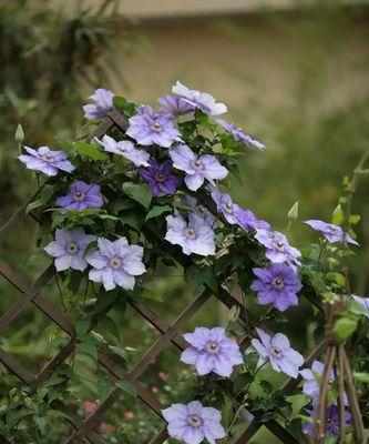 铁线莲四季开花吗？如何实现全年持续开花？