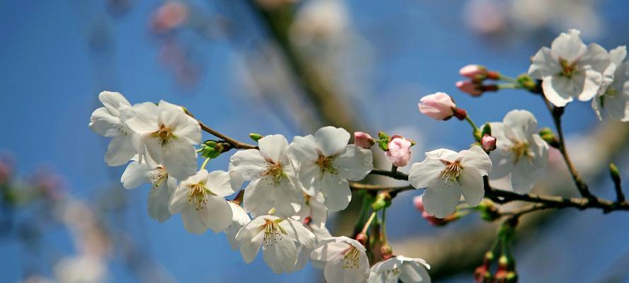 樱花的花语和寓意（探寻樱花的美丽与哲理）
