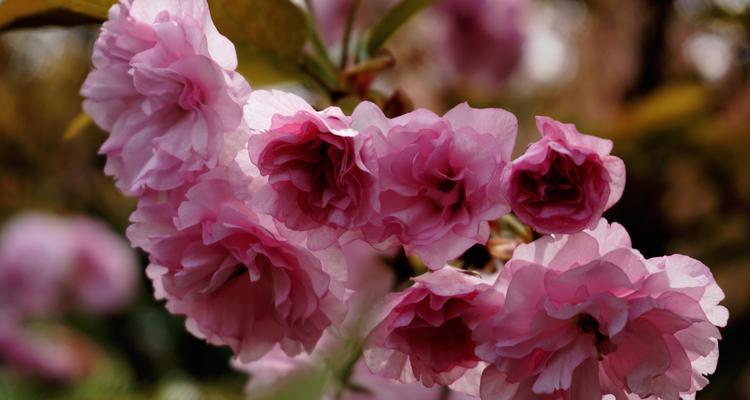 樱花的花语和寓意(探寻樱花的美丽与哲理) 樱花的花语和寓意(探寻樱花的美丽与哲理)