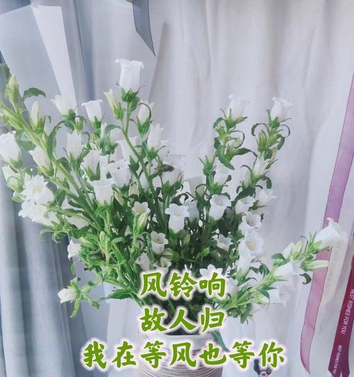 风铃草的花语和寓意（揭秘风铃草的神秘花语）